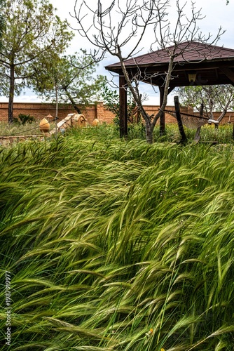 With spring comes wild wheat