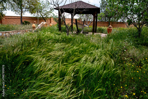 With spring comes wild wheat
