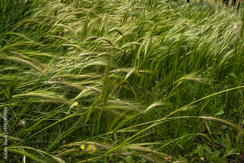 With spring comes wild wheat