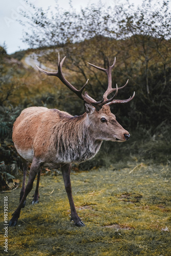 deer in the woods