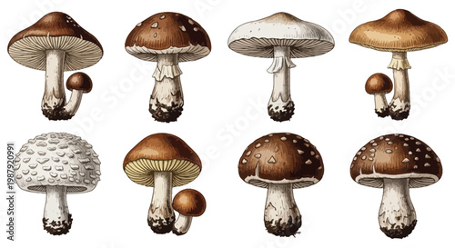 A vintage botanical illustration showcases a diverse collection of mushroom species detailed and scientifically rendered