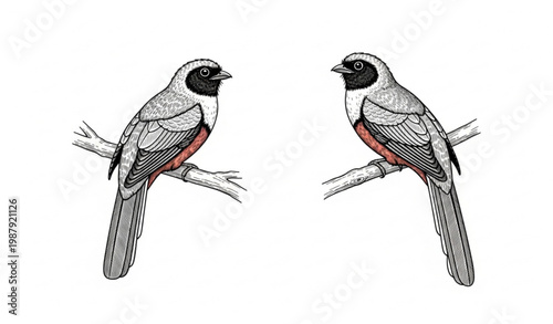 Vintage engraving style tropical trogon birds illustration scientific natural history vector isolated on white background
