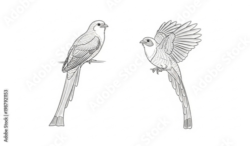 Minimal vintage line art trogon birds illustration antique style wildlife vector isolated on white background