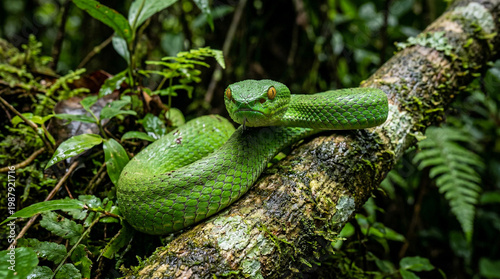 Foto Close up low angle shot of a Green pit viper snake in forest, Thailand