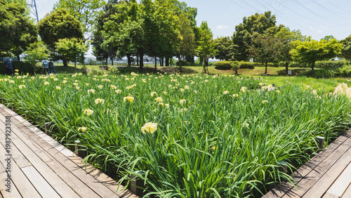 日本：平成の森公園／木道があるショウブ園／埼玉県川島町・5月