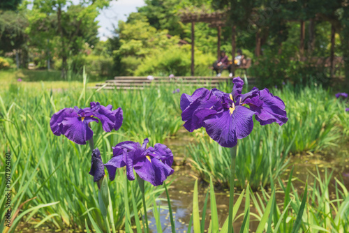 日本：平成の森公園／ショウブ園の紫のハナショウブが咲く風景／埼玉県川島町・5月