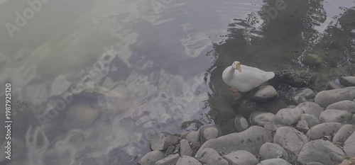 Solitary White Goose Standing on Rocky Shore of Lake with Beautiful Cloud Reflections