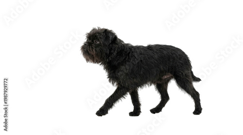 affenpinscher dog walking