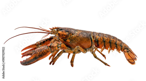 lobster profile view walking