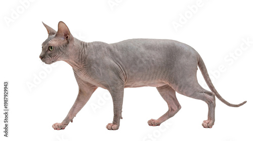 donskoy cat profile walking