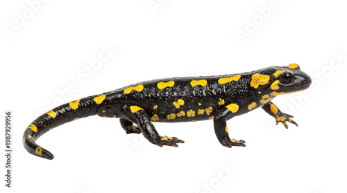 salamander walking amphibian movement