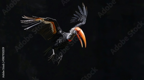 A striking hornbill bird with an orange beak flies with wings spread wide.