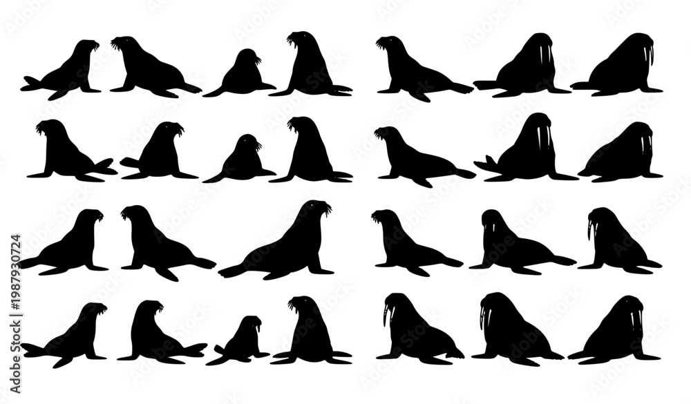 Obraz premium Seal Sea Lion Walrus Comparison Silhouette Set Vector