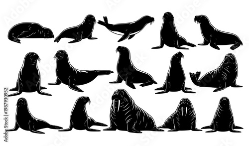 Seal Sea Lion Walrus Silhouette Set Marine Mammal Vector