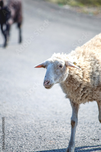 Sheep. Small livestock idea concept. Sheep before Eid al-Adha. Islamic culture or worship. Slaughtering animals. No people, nobody. Vertical photo.