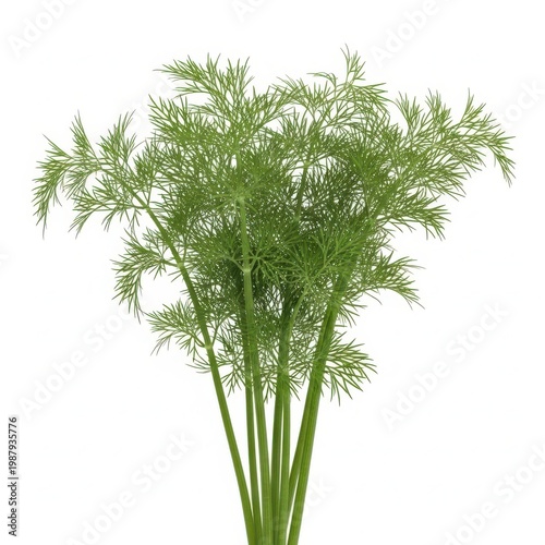 A bunch of fresh dill weed with delicate green leaves and stems