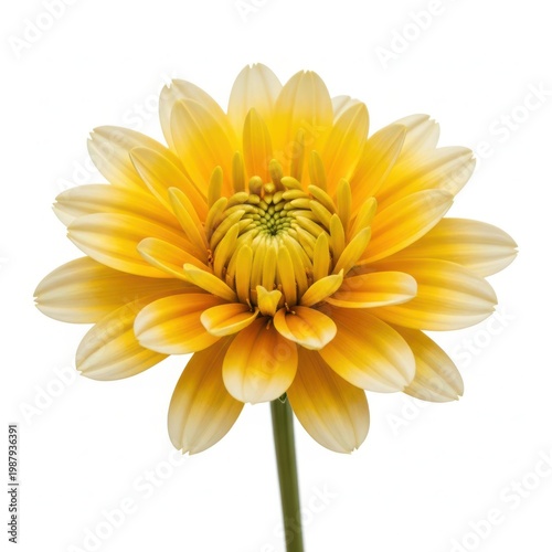 A vibrant yellow dahlia flower with delicate petals and a green center.