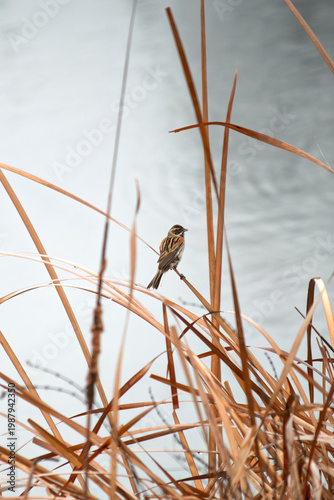 A Common Reed Bunting (Emberiza schoeniclus) perched on the dry grass by the lake. Bird, animal idea concept. Alone Reed Bunting. Ornithology. No people, nobody. Vertical photo.