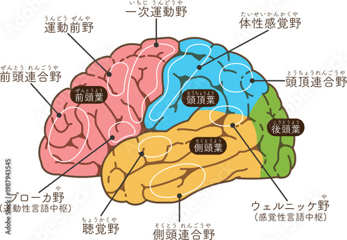 大脳の各部名称　Various parts of the cerebrum