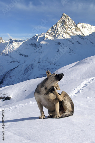 Dog in snowy sunlight mountains
