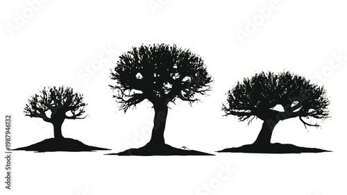 Silhouetted Trio: Three majestic trees stand in stark silhouette, their intricate branches reaching towards the sky, evoking a sense of stillness and the passage of time.