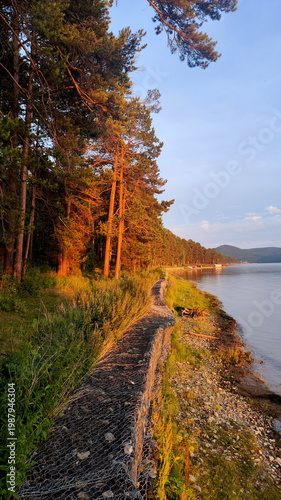 Pine forest on the river bank in sunset light