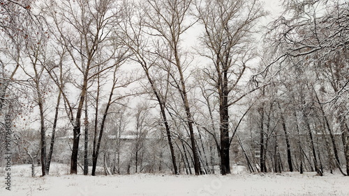 Snowy grove in the city