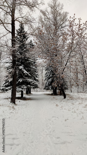 Trail between snowy pine trees