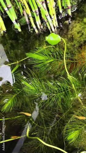 蓮の葉と竹が茂る水鉢を泳ぐメダカ