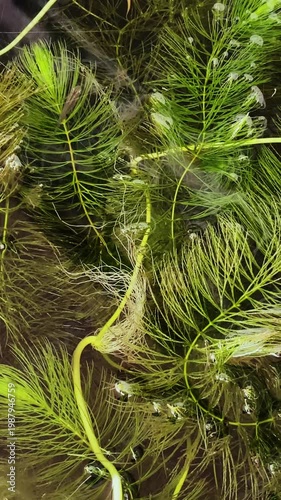 蓮の葉と竹が茂る水鉢を泳ぐメダカ