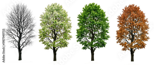 Deciduous tree in four seasons (spring, summer, autumn, winter), conceptual representation of the natural cycle, isolated on a transparent background, 3D illustration.