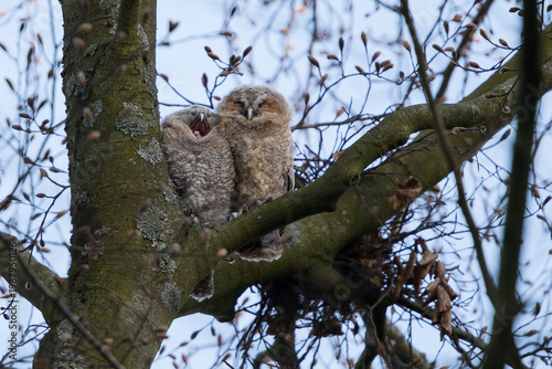 Tawny owlest in a tree during daytime