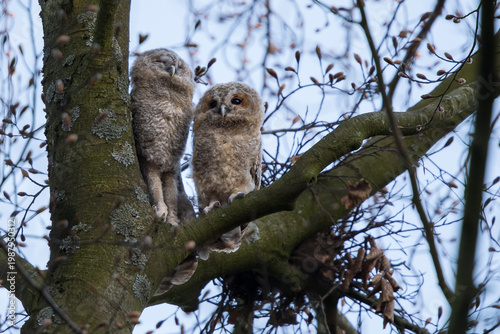 Tawny owlest in a tree during daytime
