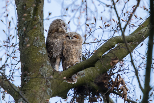 Tawny owlest in a tree during daytime
