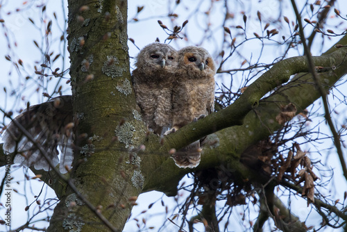 Tawny owlest in a tree during daytime