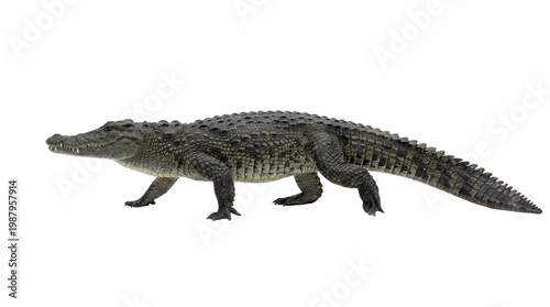 walking crocodile in profile