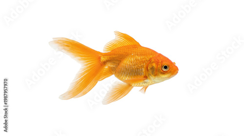 goldfish swimming