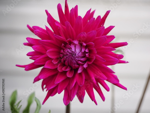Foto Close-up of vibrant pink dahlia flower in bloom with detailed petals and soft background, natural light and shallow depth of field, garden setting and botanical beauty concept