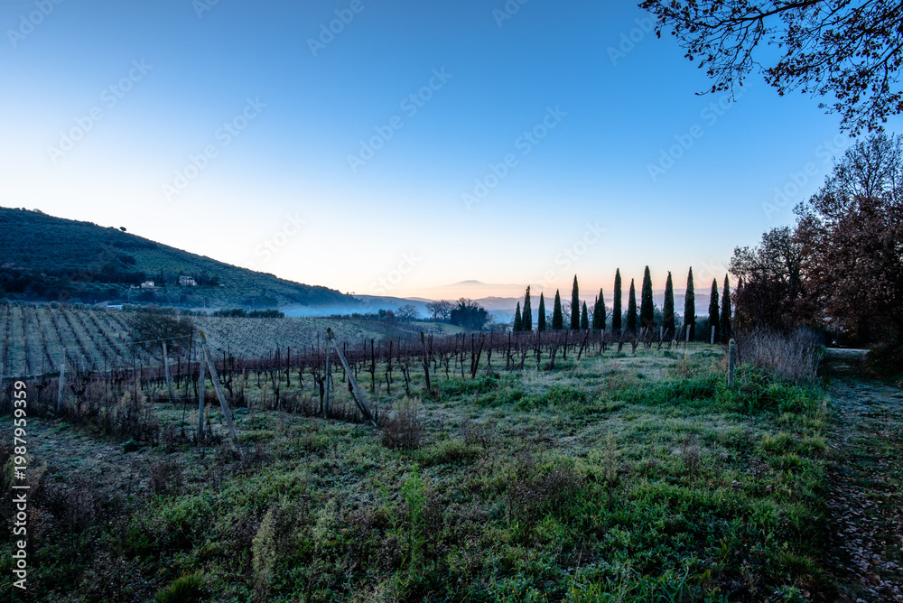 Obraz premium Vineyard rows and cypress trees in rural Italy