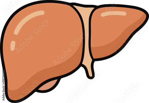 Human Organ Flat Illustration