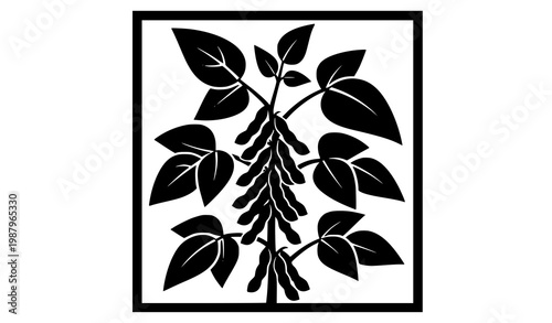 Bold soybean plant vector black and white illustration with leaves and pods in strong design