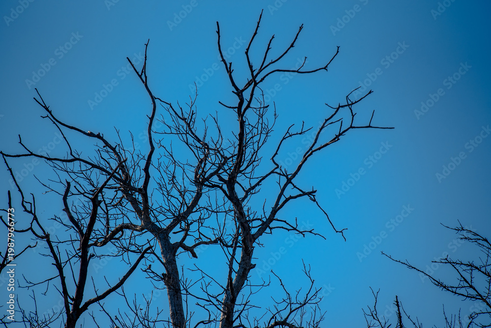 Obraz premium Bare tree branches against clear blue sky