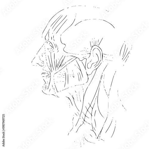 Detailed anatomical illustration of the human head and neck muscles in profile view, showcasing intricate musculature and bone structure