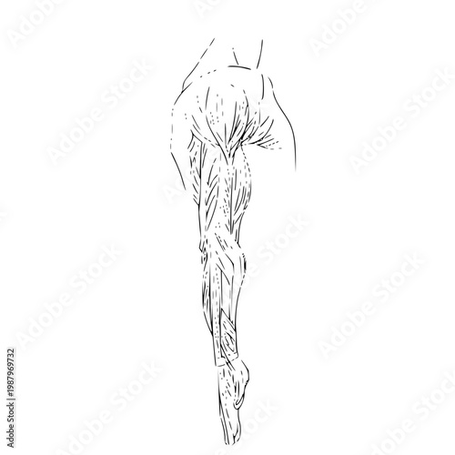 Anatomical illustration of a muscular human leg in motion, showcasing detailed muscle structure and definition