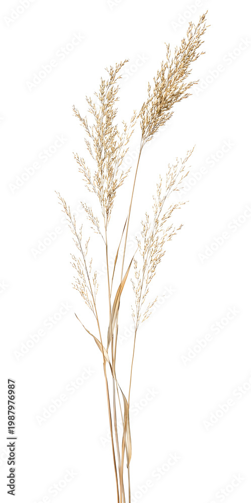 Fototapeta premium Dry pampas grass stems isolated on white background