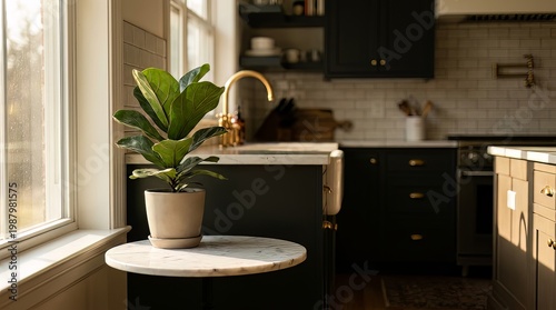potted plant, green leaves, kitchen island, modern interior, natural light