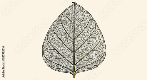 A detailed close-up of a delicate, translucent skeleton leaf showcasing its intricate network of veins and natural structure.