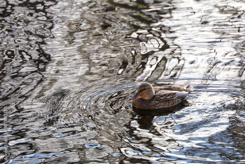 A female wild duck (mallard) with brown plumage swims across the water's surface with soft reflections