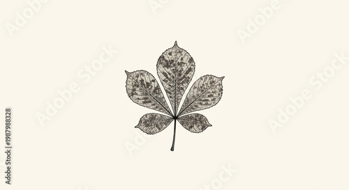 Vintage botanical illustration of a palmate leaf, possibly a horse chestnut, on a light background.