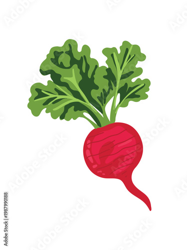 radish vector illustration isolated on white background